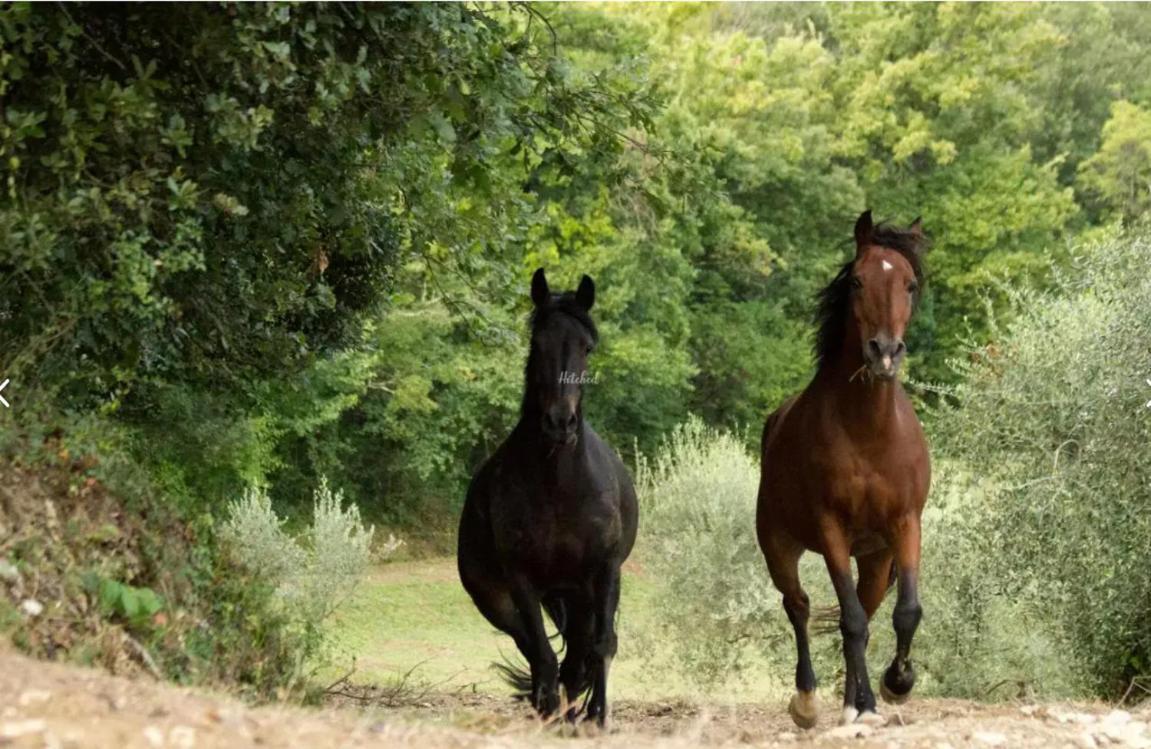 Agriturismo La Fonte Perugia Eksteriør bilde